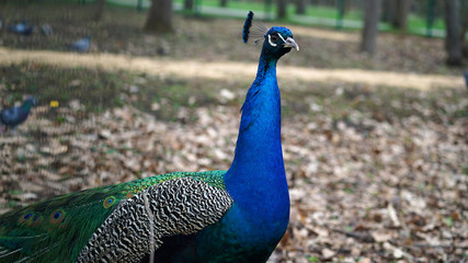 Peacock