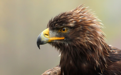 Eagle Head