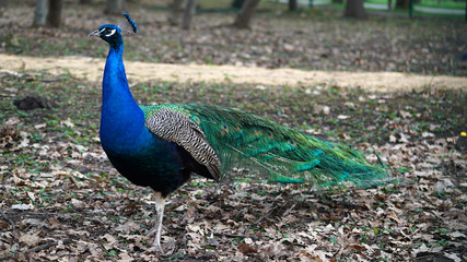 Fototapeta premium Peacock