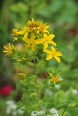  St John's wort