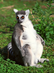 Lemur