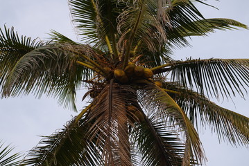 верхушка кокосовой пальмы на фоне синего неба