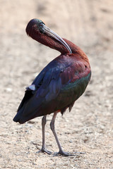 Glossy Ibis