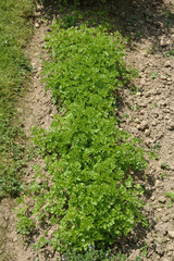 Fototapeta na wymiar parsley in a vegetable patch