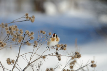 Winter Goldfinch feeding on burdock plant