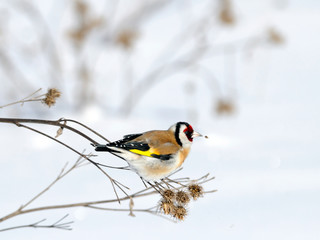 Winter Goldfinch on burdock plant