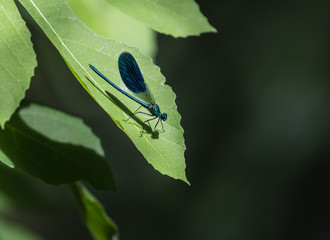 Close view of blue dragonfly sitting on green leaf