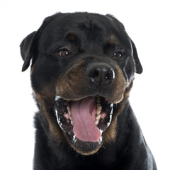 Fototapeta premium head of rottweiler