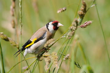 European goldfinch seeks the seeds among summer grasses