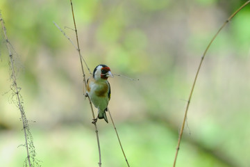 European goldfinch with dry grass for a nest