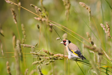 European goldfinch seeks the seeds among summer grasses