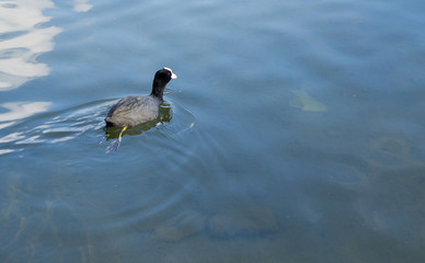 A lonely wild duck (mallards, anas platyrhynchos) swimming in the pond