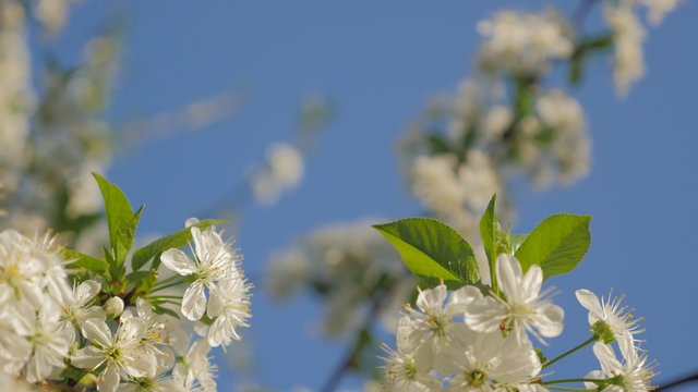 First white cherry-tree blossoms against blue sky early spring nature colors 4K 2160p UltraHD video - Cherry tree and blue sky natural background 4K 3840X2160 30fps UHD footage 