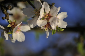 Fototapeta na wymiar Close-up of blossoming almond