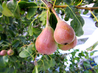 Wild red pears on a tree