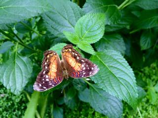 Hübscher Schmetterling (Edelfalter)  Anartia amathea amathea sitzt auf einer Pflanze