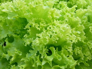 Detail of Lollo Verde Lettuce - green curly lettuce