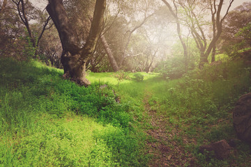 nature Trail with Retro Style Filter Applied