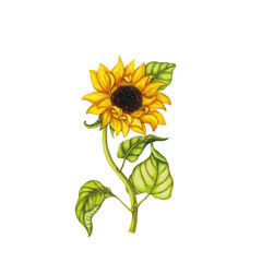 Fototapeta premium Sunflower illustration