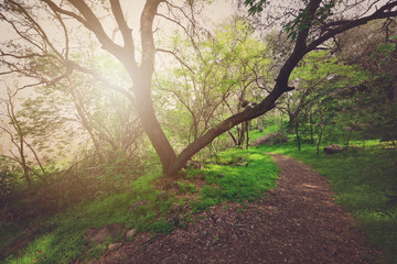 nature Trail with Retro Style Filter Applied