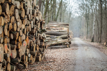 Waldweg mit Holzstapel aus Baumstämmen
