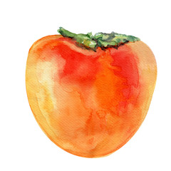 WatercolorPersimmon illustration isolated on white background