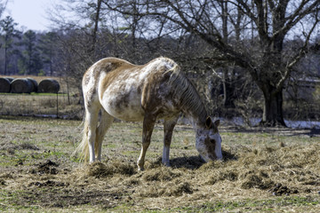 Horse eating hay off of the ground