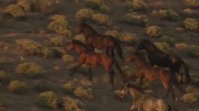 An aerial of wild horses running.