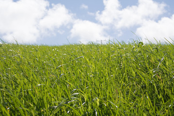 Grass field closeup with blue sky and white clouds