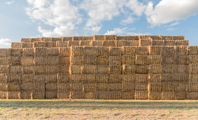 Obraz premium balle pressate di paglia che giace in un campo dopo il raccolto
