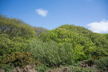 Trees and bushes landscape against blue sky