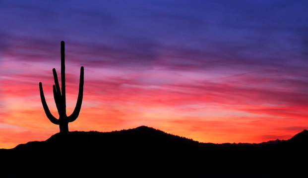 Sunset in the Desert - Colorful Sunset in the Arizona Desert with silhouette of Saguaro Cactus