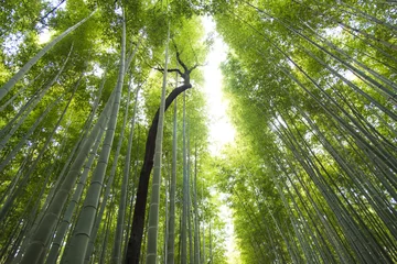 Cercles muraux Bambou forêt de bambous d& 39 arashiyama à kyoto au japon