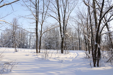 Trees in snow in sunny winter day