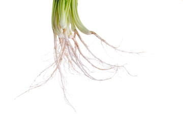 Macro closeup of Coriander root.