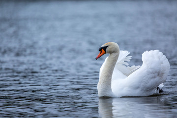 Fototapeta premium Beautiful white Swan