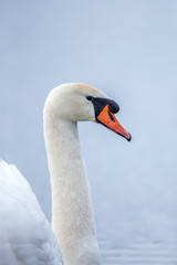 Beautiful white Swan