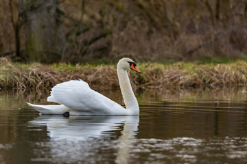Beautiful white Swan