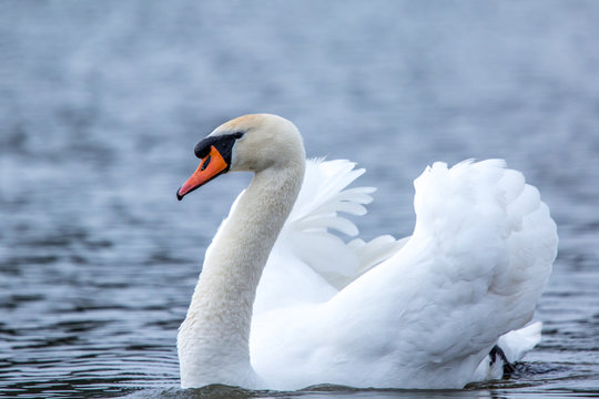 Beautiful white Swan