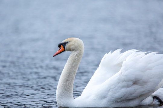 Beautiful white Swan