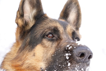 German shepherd dog on snow in winter day
