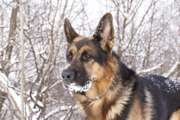 German shepherd dog on snow in winter day