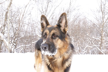 German shepherd dog on snow in winter day