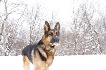 German shepherd dog on snow in winter day