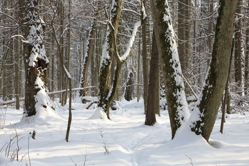Snowfall after deciduous stand in morning with snow wrapped trees and old linden in foreground,Bialowieza Forest,Poland,Europe