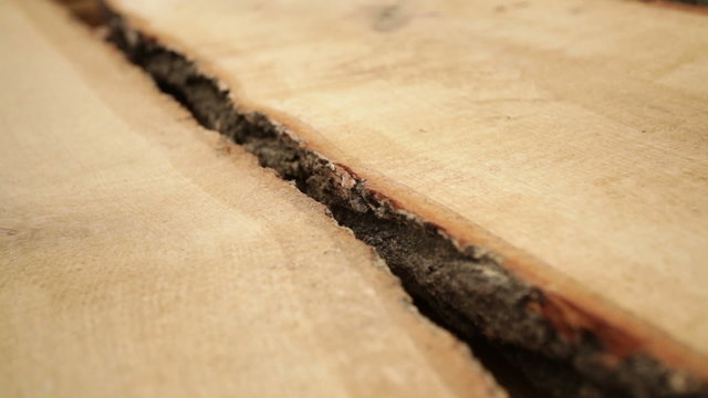 oak tree bark texture wood