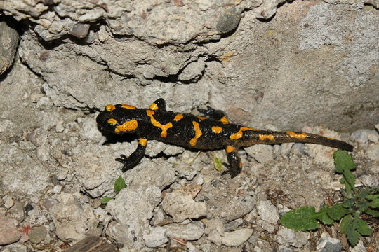 salamander (Salamandra) in the wild.
