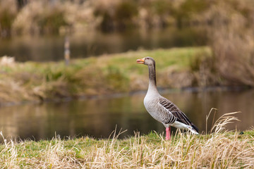 Graylag