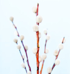 Pussy willow branches againg white background
