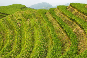 Fototapeta na wymiar Views of green Longji terraced fields